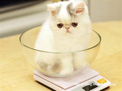 Exotic Shorthair Cats Breeder Cebu / Philippines .